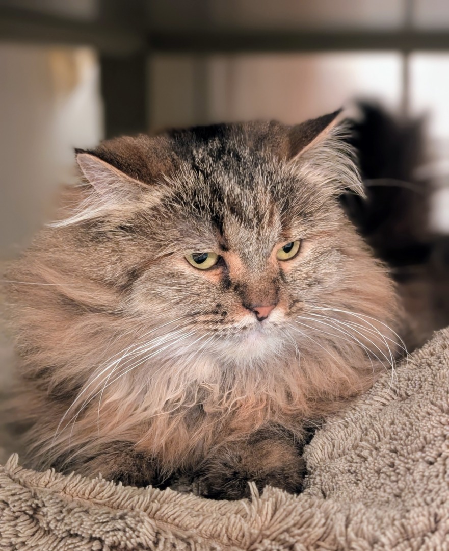 Lilium, una dintre pisicile persane pe care le are Martha Stewart.