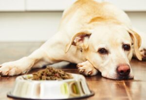 cainele nu mananca din bol