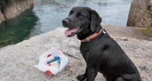 cainele strange gunoiul de pe plaja