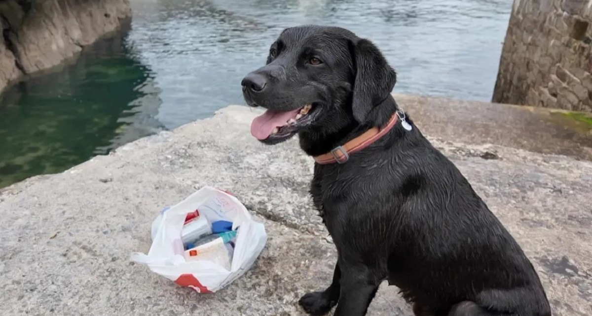 cainele strange gunoiul de pe plaja