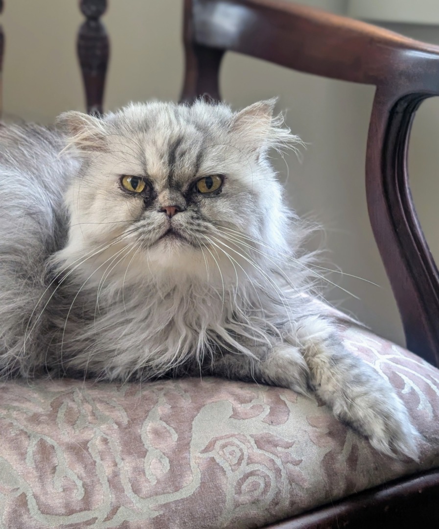 Magnolia, una dintre pisicile persane pe care le are Martha Stewart.