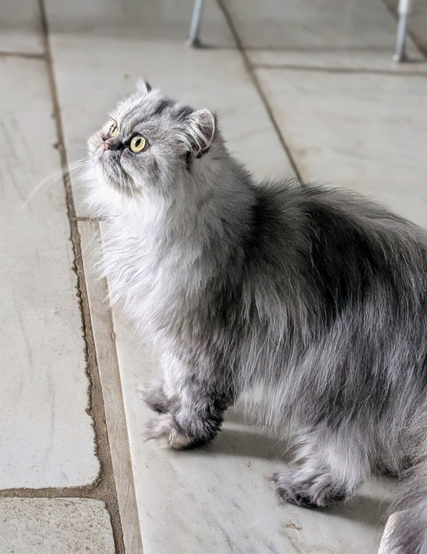 Magnolia, una dintre pisicile persane pe care le are Martha Stewart.