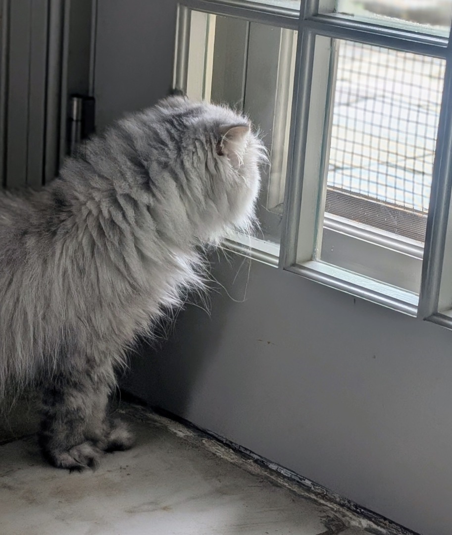 Magnolia, una dintre pisicile persane pe care le are Martha Stewart.