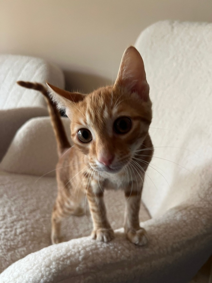 maia s-garden-studio-pilates-pisici (12)