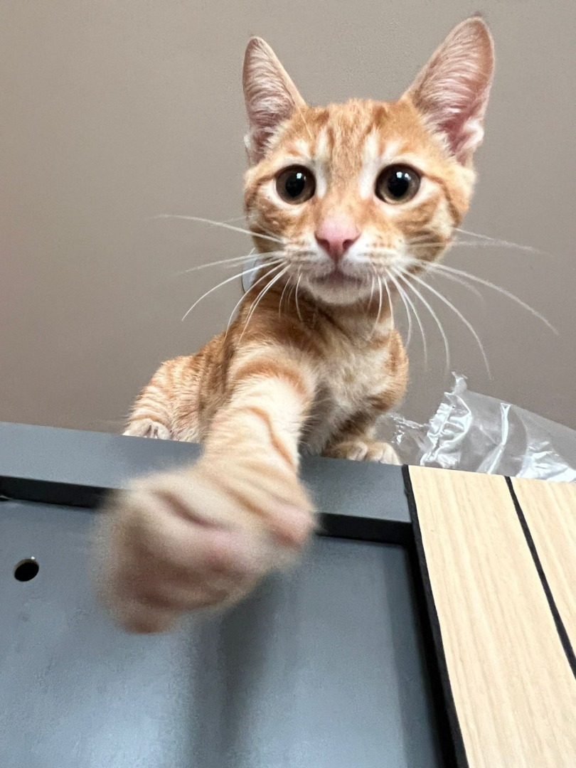 maia s-garden-studio-pilates-pisici (13)