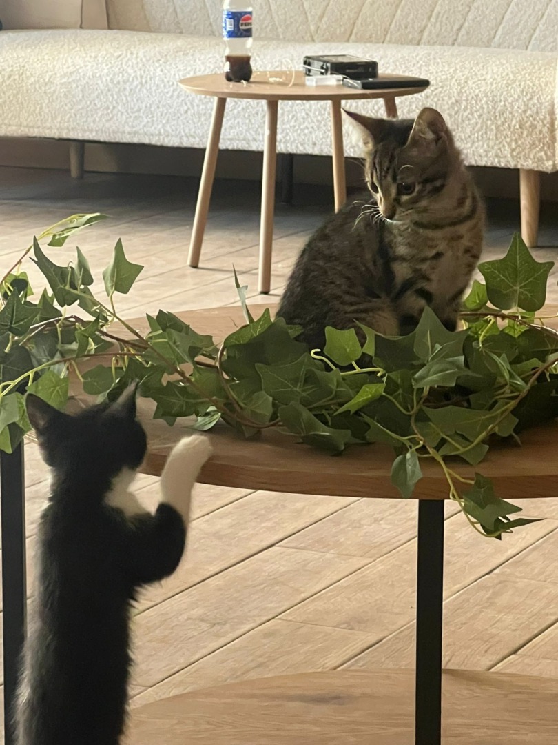 maia s-garden-studio-pilates-pisici (14)