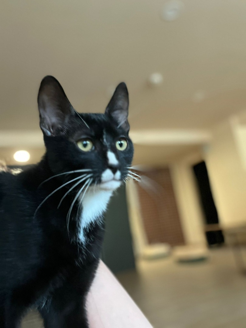 maia s-garden-studio-pilates-pisici (16)