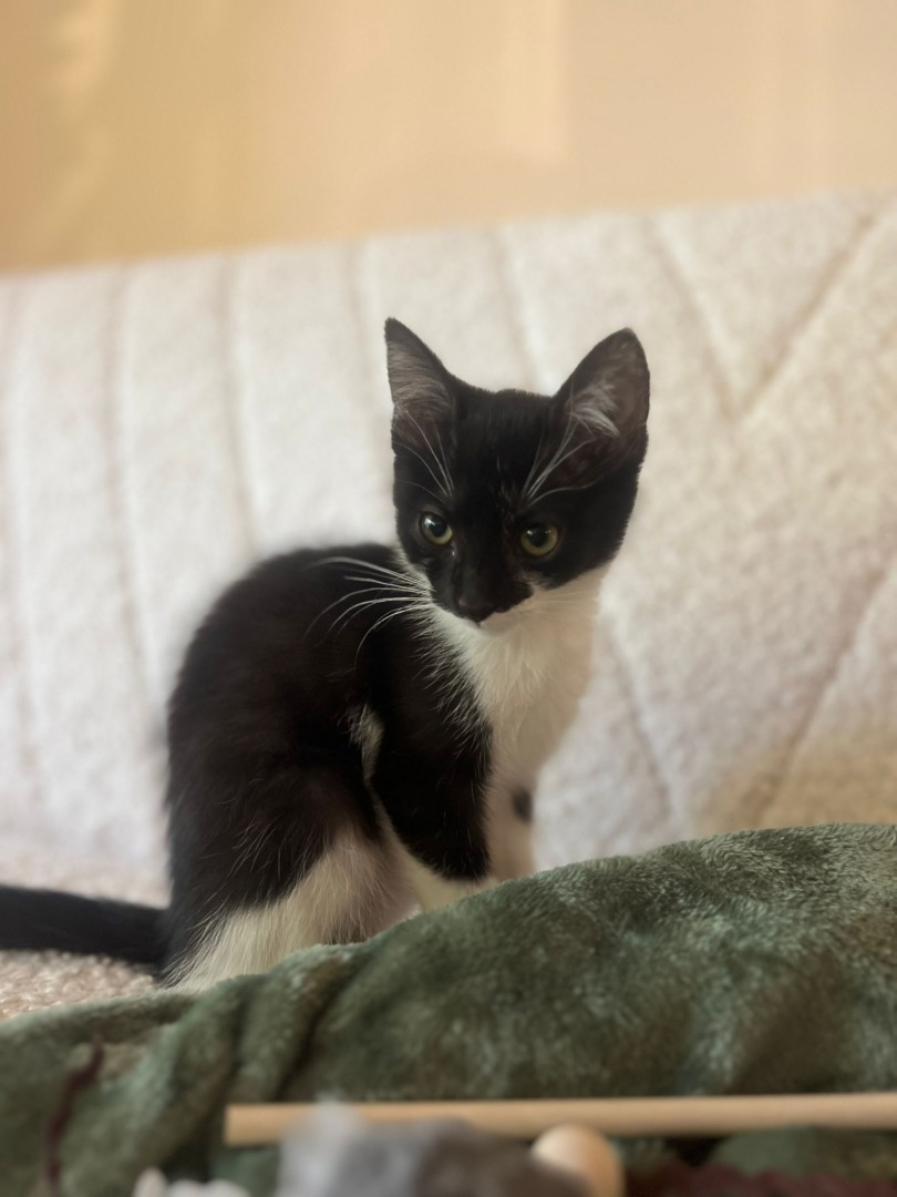 maia s-garden-studio-pilates-pisici (17)