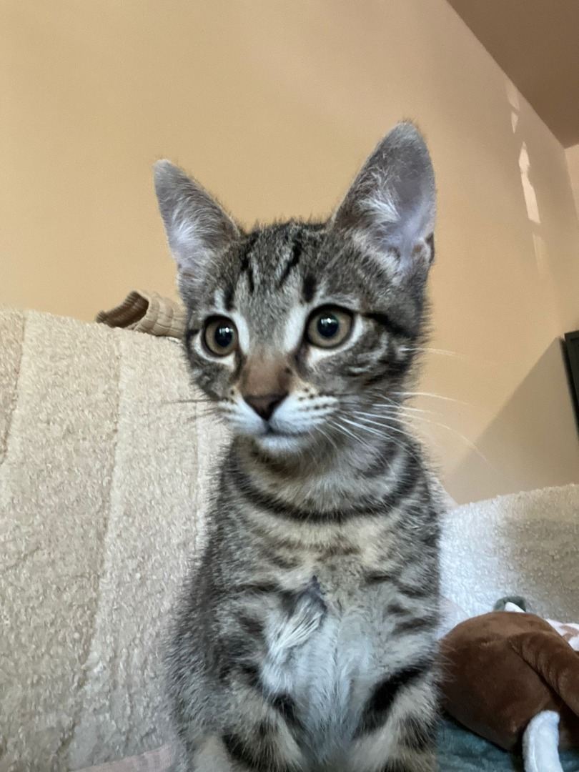 maia s-garden-studio-pilates-pisici (18)