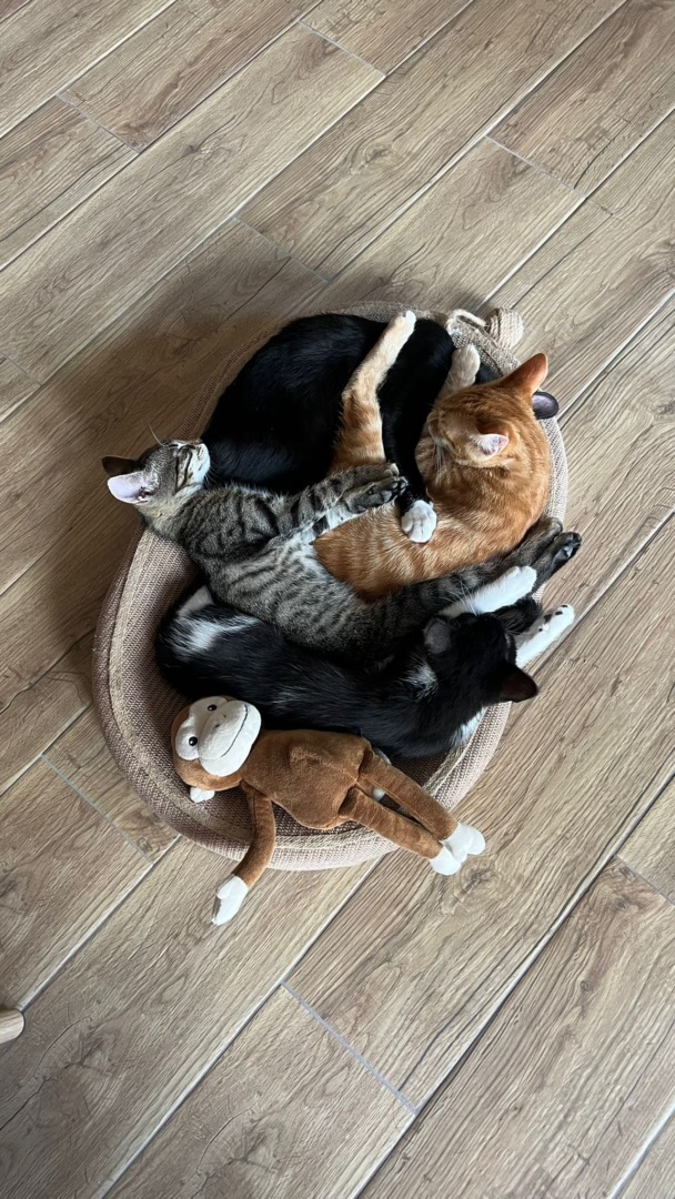 maia s-garden-studio-pilates-pisici (20)