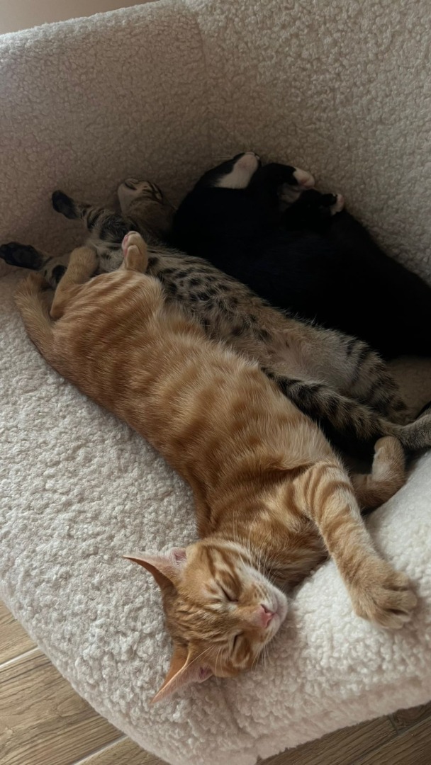 maia s-garden-studio-pilates-pisici (21)