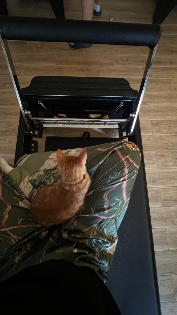 maia s-garden-studio-pilates-pisici (3)