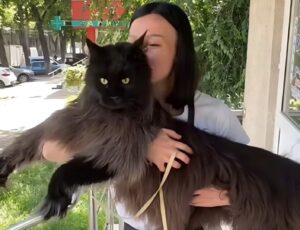 Pisică Maine Coon ținută în brațe de stăpâna ei