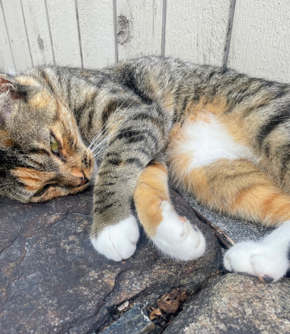 Mayo, una dintre pisicile pe care le are Martha Stewart.