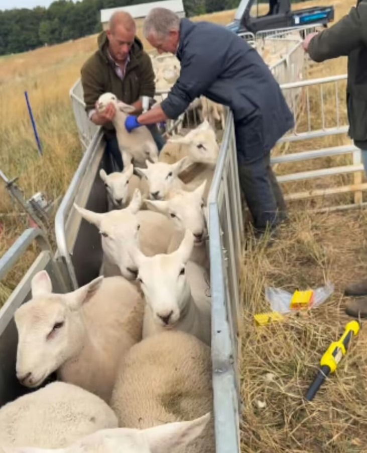 oile sunt vaccinate de medicul veterina