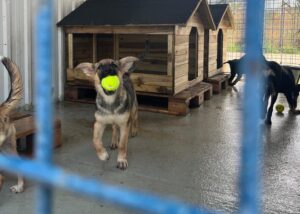 Cățel cu o minge de tenis în gură, în spatele unui gard albastru.