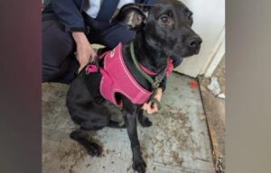 o catelusa slaba si speriata