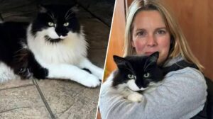 stapana tine in brate pisica