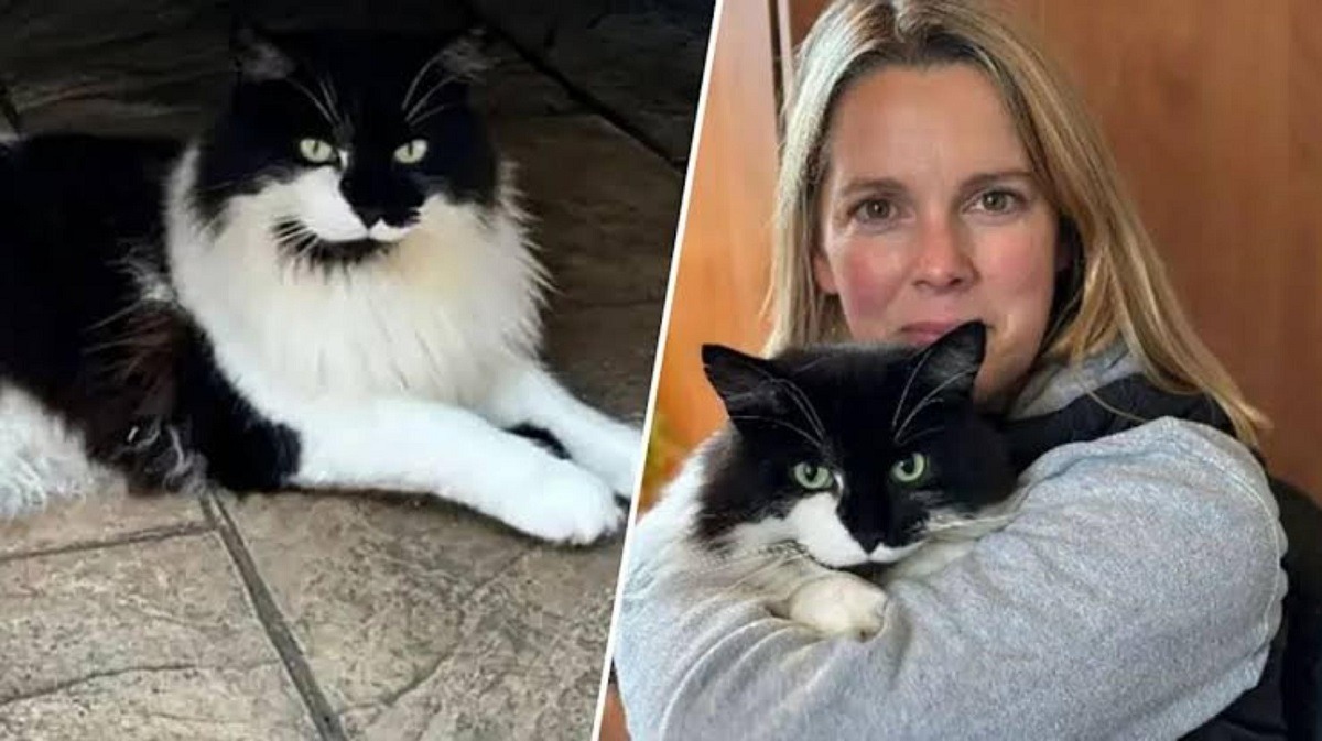 stapana tine in brate pisica