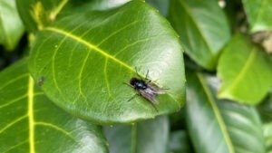 Muscă neagră pe o frunză.