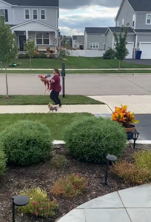 Mya, papagalul Ara cu jumătate de aripă, plimbat în palme de stăpână pentru ca acesta să simtă bucuria zborului. Mya a fost atacat de mama lui când era pui.