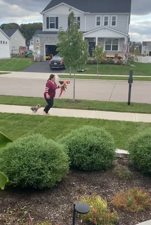 Mya, papagalul Ara cu jumătate de aripă, plimbat în palme de stăpână pentru ca acesta să simtă bucuria zborului. Mya a fost atacat de mama lui când era pui.