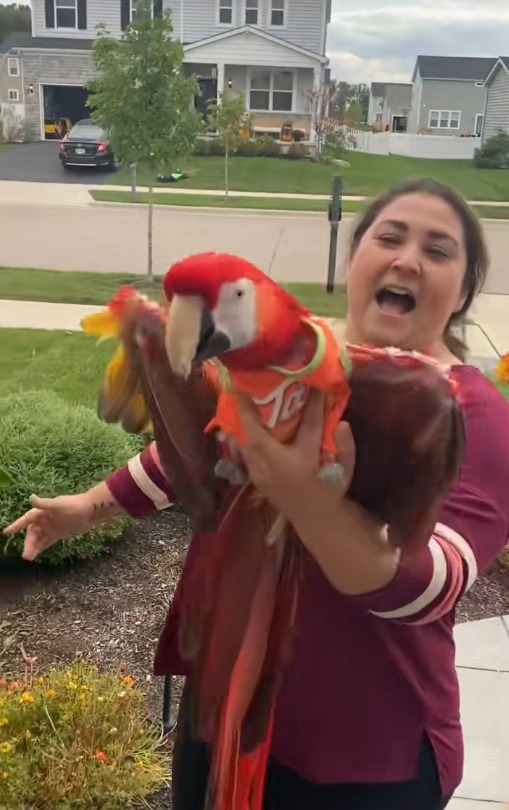 Mya, papagalul Ara cu jumătate de aripă, plimbat în palme de stăpână pentru ca acesta să simtă bucuria zborului. Mya a fost atacat de mama lui când era pui.