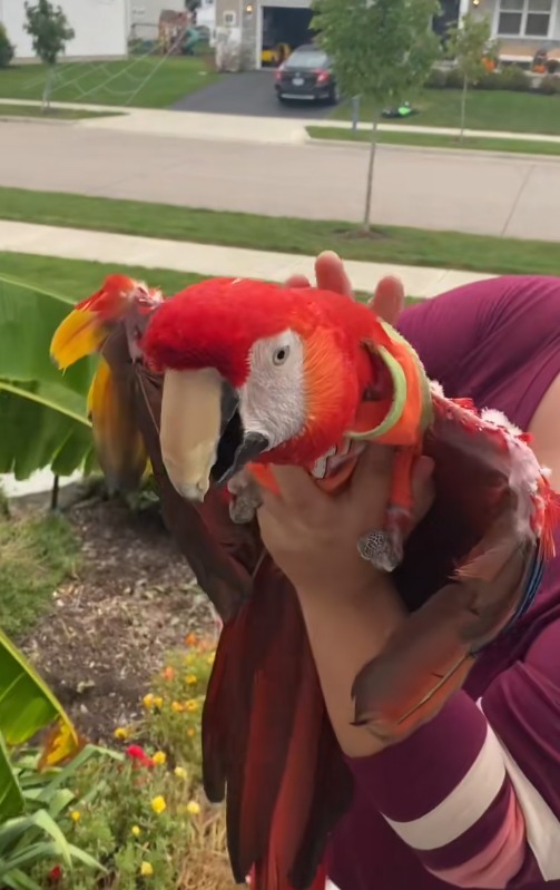 Mya, papagalul Ara cu jumătate de aripă, plimbat în palme de stăpână pentru ca acesta să simtă bucuria zborului. Mya a fost atacat de mama lui când era pui.