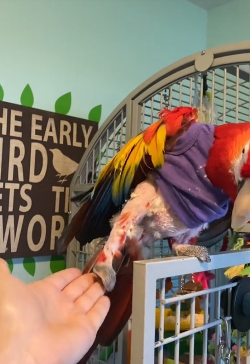 Mya, papagalul Ara cu jumătate de aripă, plimbat în palme de stăpână pentru ca acesta să simtă bucuria zborului. Mya a fost atacat de mama lui când era pui.