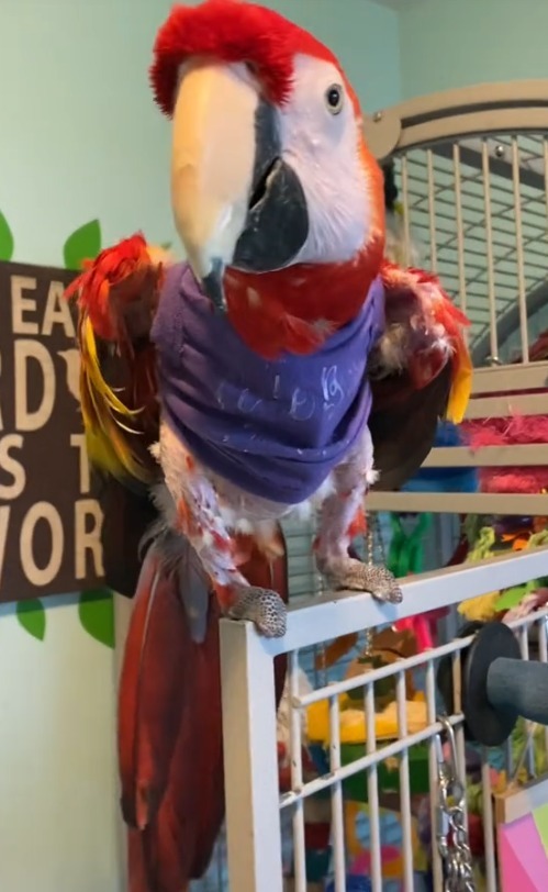 Mya, papagalul Ara cu jumătate de aripă, plimbat în palme de stăpână pentru ca acesta să simtă bucuria zborului. Mya a fost atacat de mama lui când era pui.