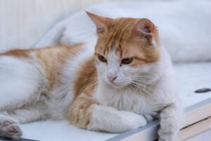 pisica sta linistita