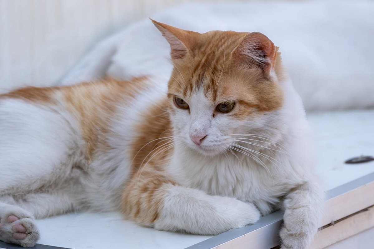 pisica sta linistita