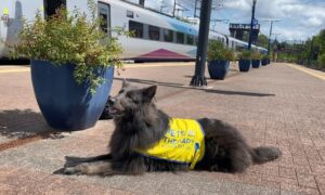 Un câine care poartă o vestă galbenă stă așezat pe peronul unei gări în care se află un tren.