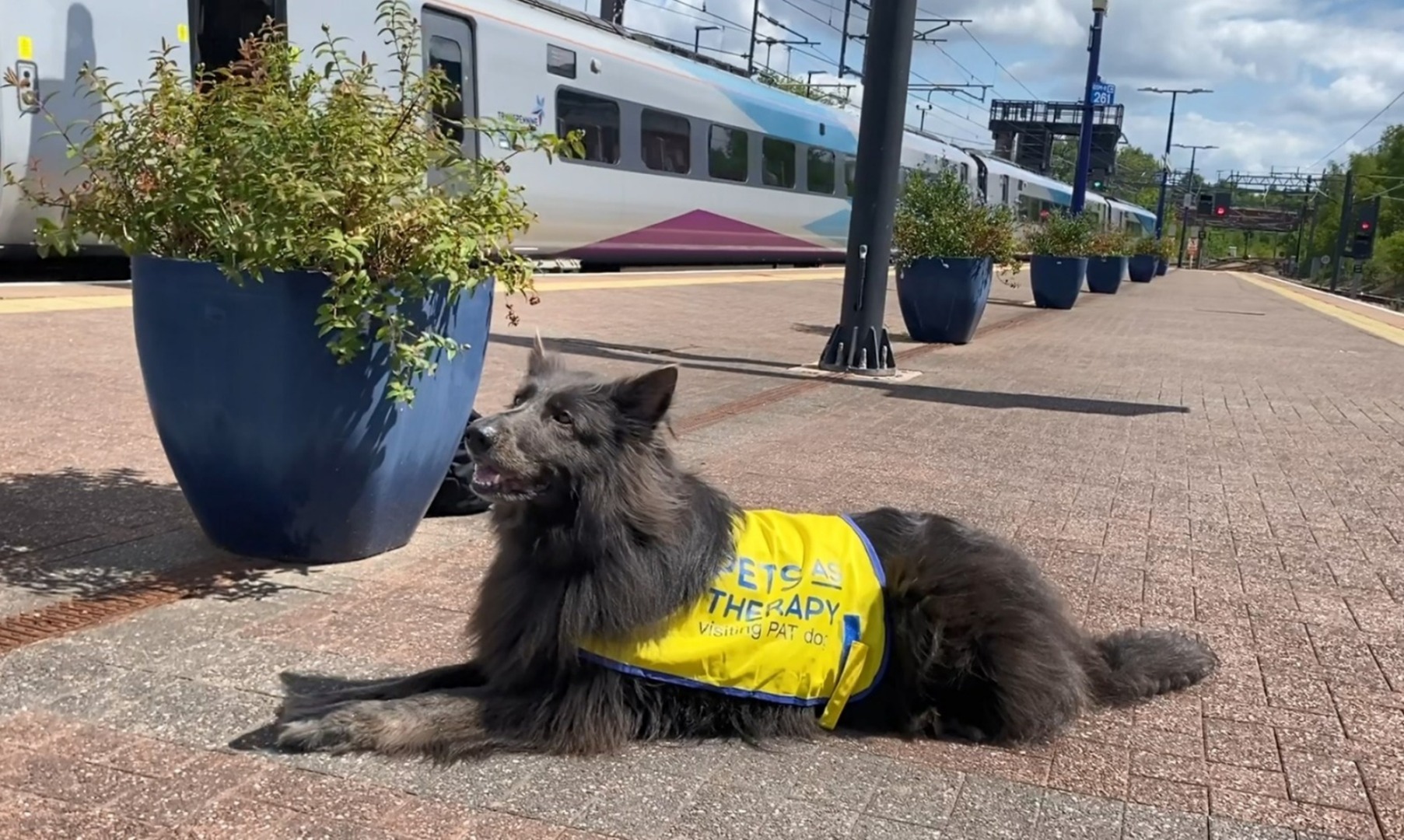 Un câine care poartă o vestă galbenă stă așezat pe peronul unei gări în care se află un tren.