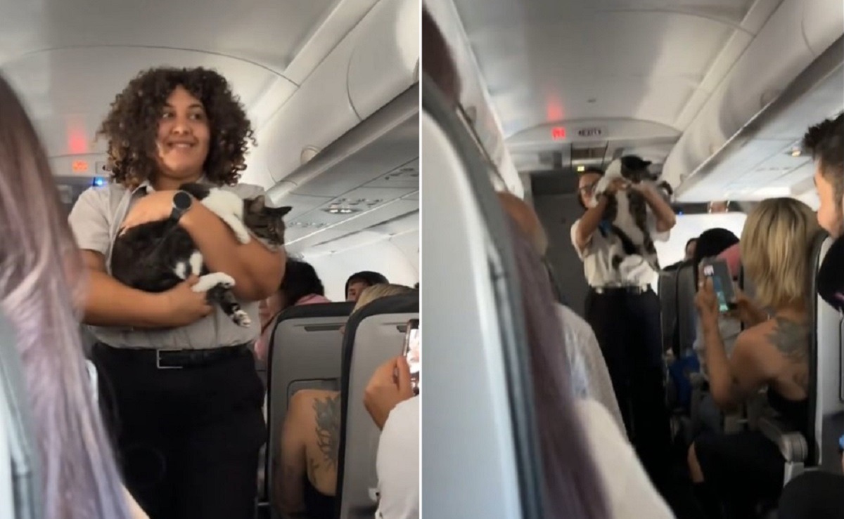 pisica pierduta in avion