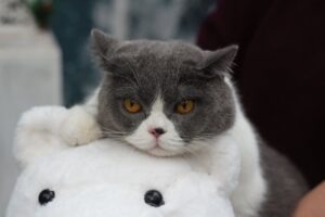 imagine cu rol ilustrativ