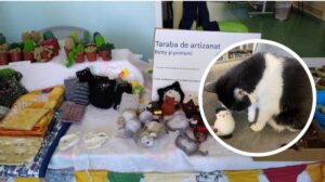 pisica la biblioteca