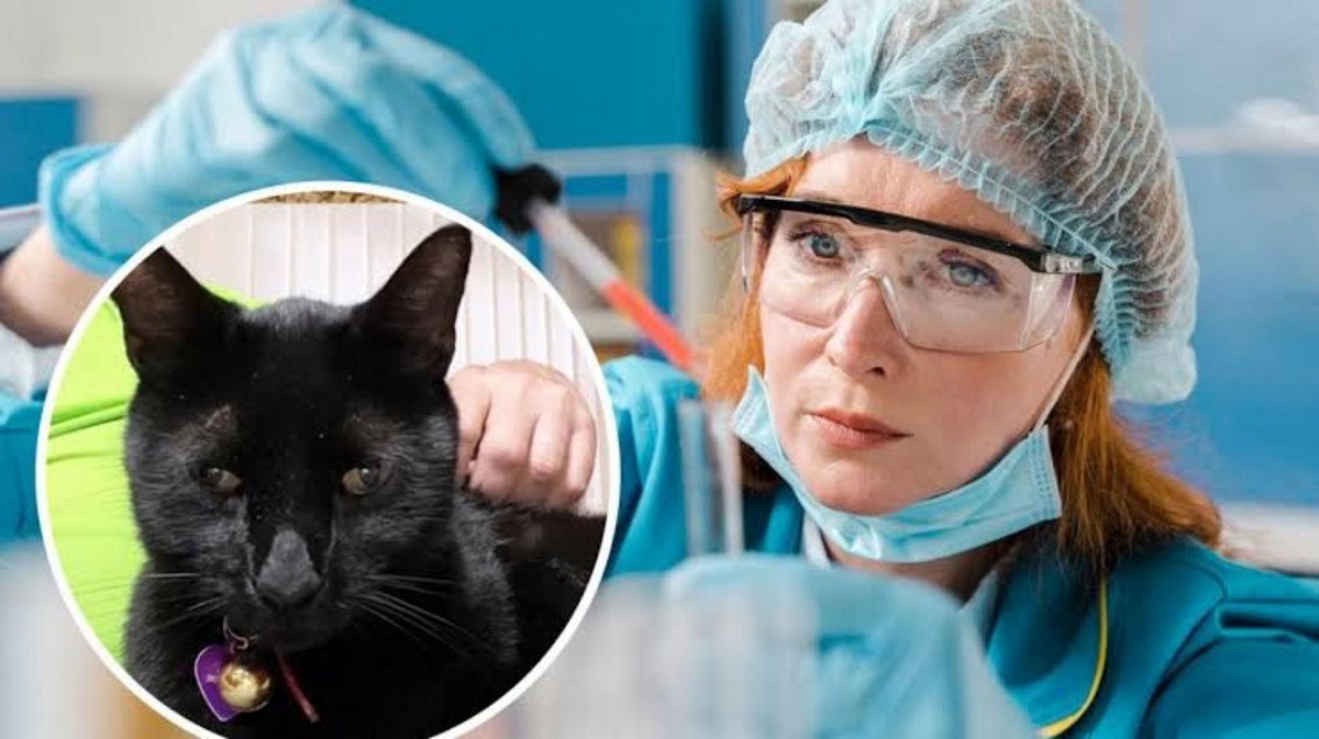 pisica neagra si oamenii de stiinta