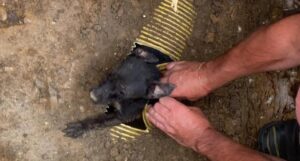 catelusa scoasa din conducta