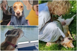 Colaj cu cățelușa Panini