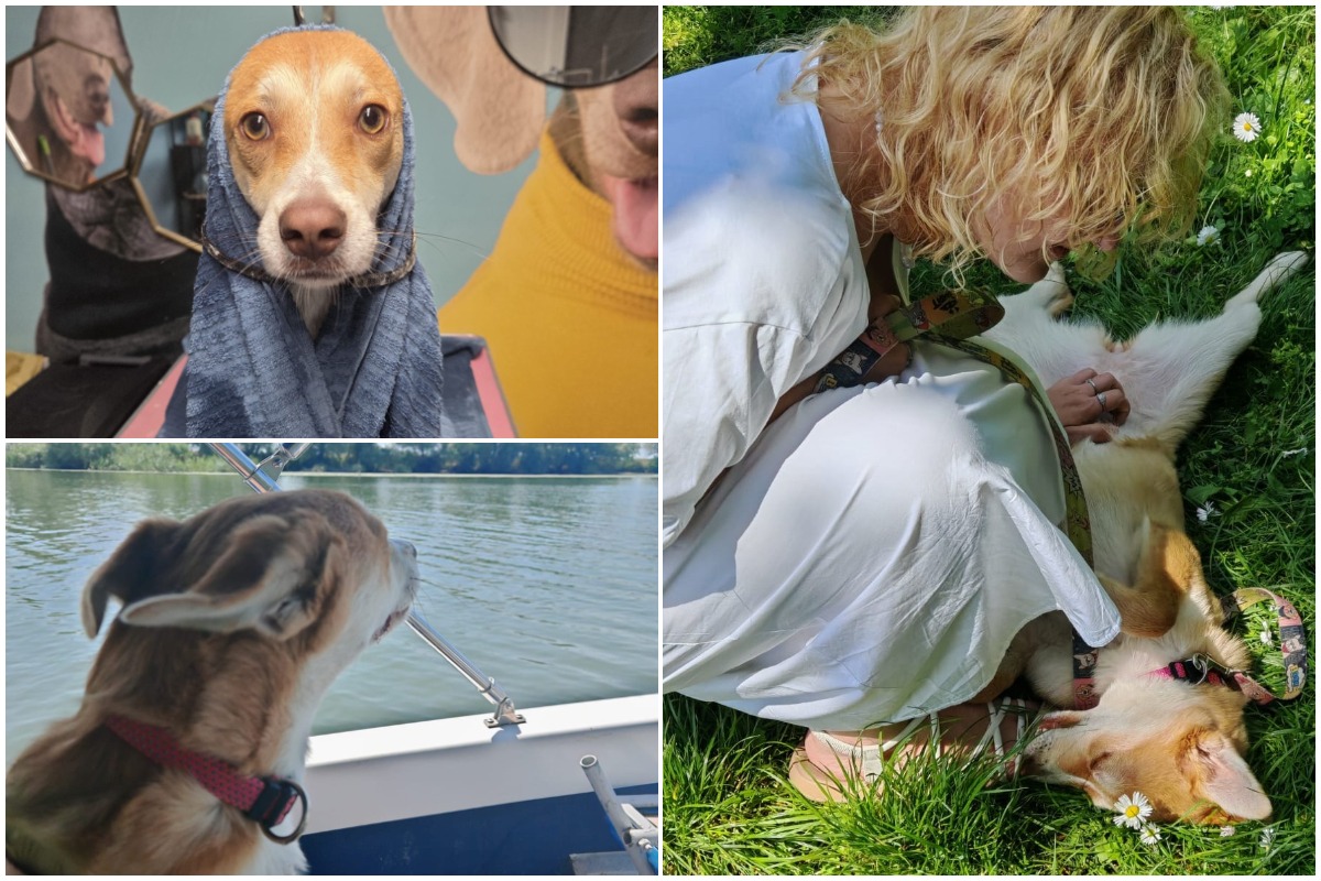 Colaj cu cățelușa Panini