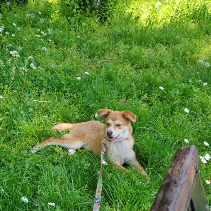 Cățelușa Panini în iarbă