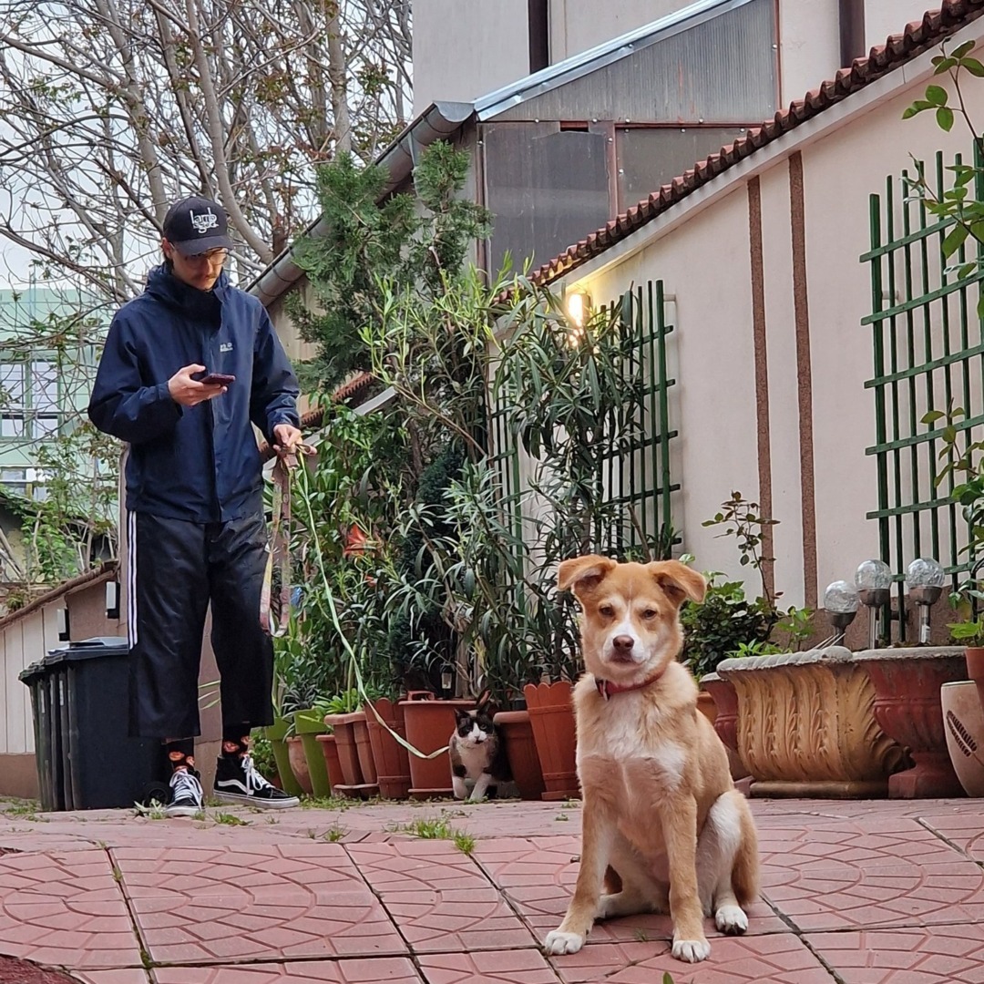 Panini, pisica, bărbat, afară