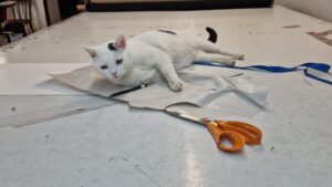 Un pisoi așesaz peste hârtii