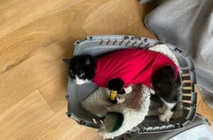 Pisică rănită într-un coș