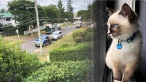 pisica se uita pe geam