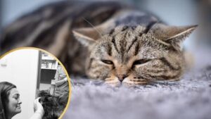 pisica disparuta s-a reunit cu familia