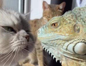 Două pisici și o iguană