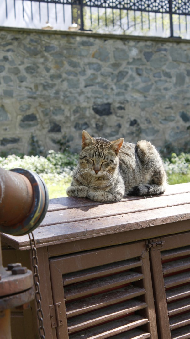 Pisică pe un dulap pe stradă în Istanbul.