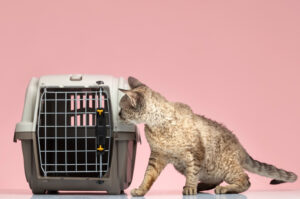 pisica langa cusca de transport